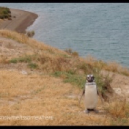 Penguin, Patagonia