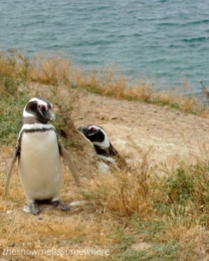 Photobombing penguin in Patagonia