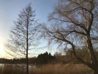 Spring trees, Helsinki