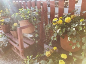 Flowerpots in sunlight