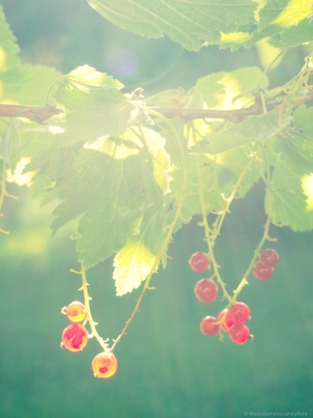 Redcurrants photographed against light