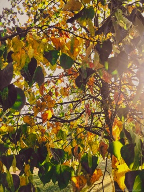 Sunlight filtering through autumn leaves