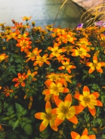 Orange-yellow flowers