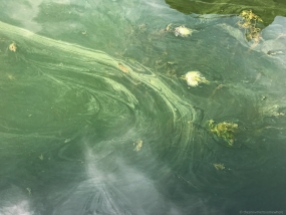 Sea water polluted with toxic blue-green algae